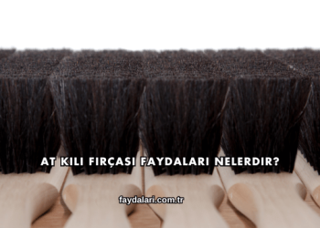 At Kılı Fırçası Faydaları Nelerdir?