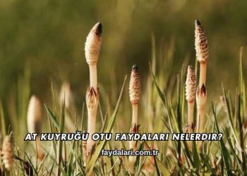 At Kuyruğu Otu Faydaları Nelerdir?