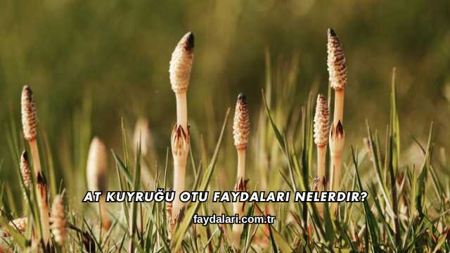 At Kuyruğu Otu Faydaları Nelerdir?