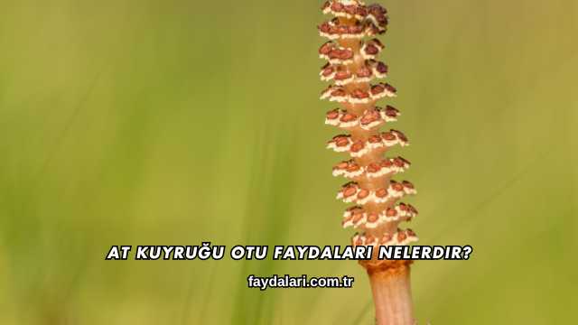 At Kuyruğu Otu Faydaları Nelerdir?