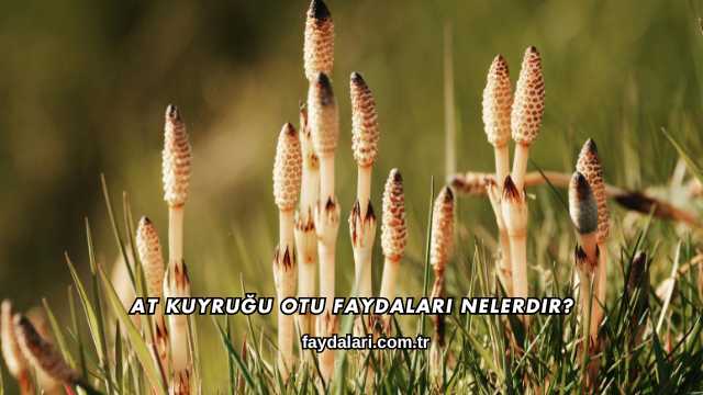 At Kuyruğu Otu Faydaları Nelerdir?