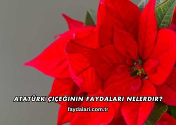 Atatürk Çiçeğinin Faydaları Nelerdir?