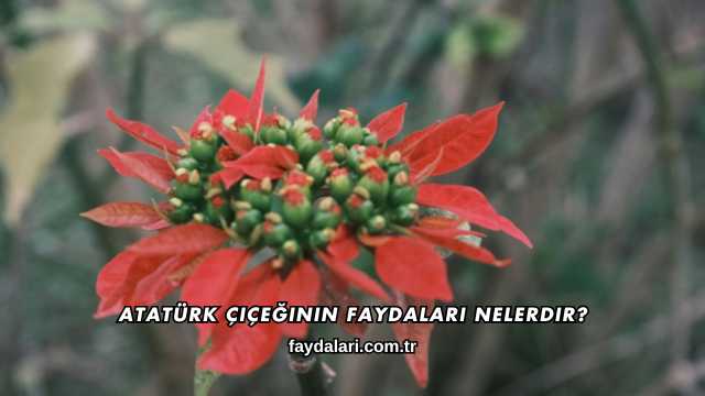 Atatürk Çiçeğinin Faydaları Nelerdir?