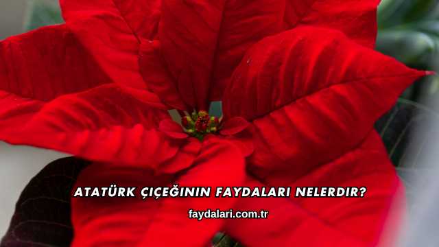 Atatürk Çiçeğinin Faydaları Nelerdir?