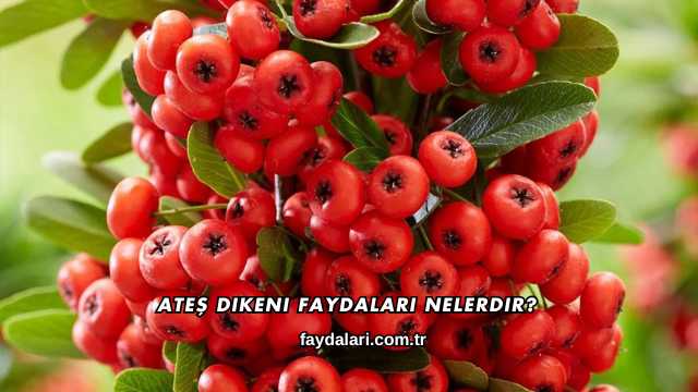 Ateş Dikeni Faydaları Nelerdir?