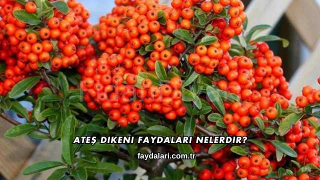 Ateş Dikeni Faydaları Nelerdir?