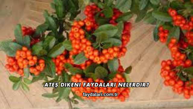 Ateş Dikeni Faydaları Nelerdir?