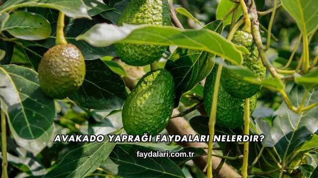 Avakado Yaprağı Faydaları Nelerdir?