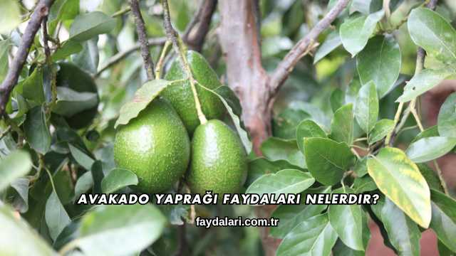 Avakado Yaprağı Faydaları Nelerdir?