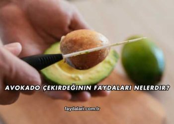 Avokado Çekirdeğinin Faydaları Nelerdir?
