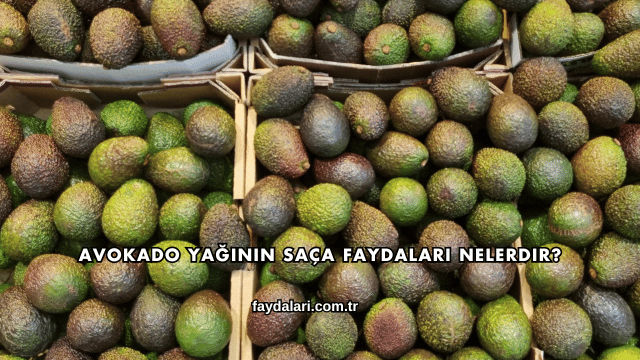 Avokado Yağının Saça Faydaları Nelerdir?