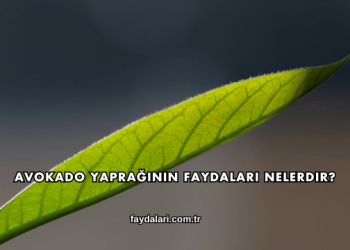 Avokado Yaprağının Faydaları Nelerdir?
