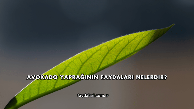 Avokado Yaprağının Faydaları Nelerdir?
