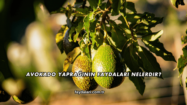 Avokado Yaprağının Faydaları Nelerdir?
