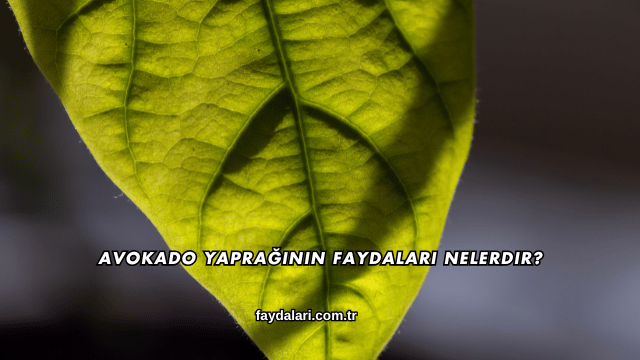 Avokado Yaprağının Faydaları Nelerdir?