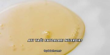 Ayı Yağı Faydaları Nelerdir?