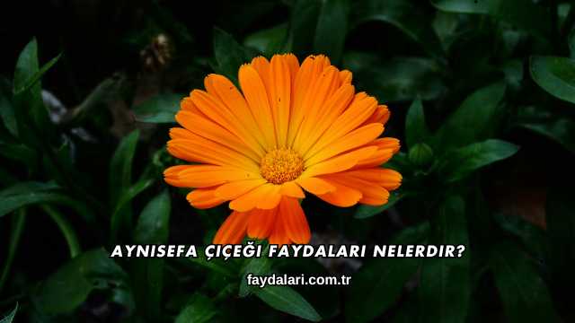Aynısefa Çiçeği Faydaları Nelerdir?