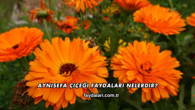 Aynısefa Çiçeği Faydaları Nelerdir?