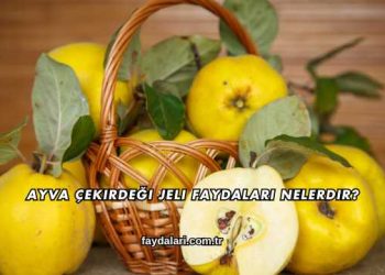 Ayva Çekirdeği Jeli Faydaları Nelerdir?