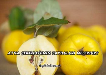 Ayva Çekirdeğinin Faydaları Nelerdir?
