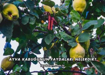 Ayva Kabuğunun Faydaları Nelerdir?