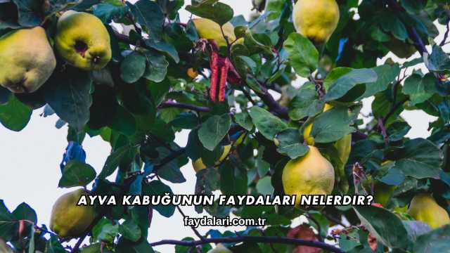 Ayva Kabuğunun Faydaları Nelerdir?