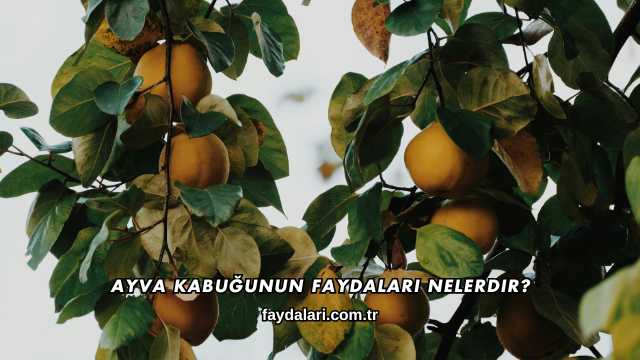Ayva Kabuğunun Faydaları Nelerdir?
