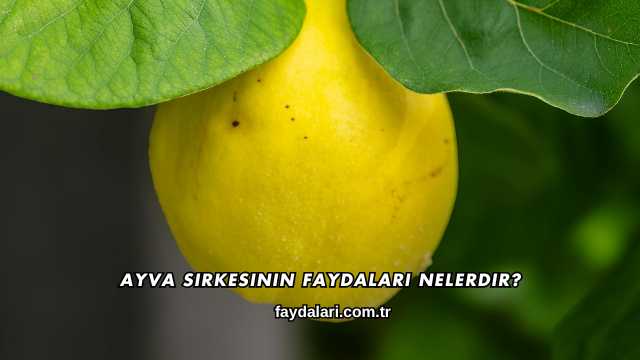 Ayva Sirkesinin Faydaları Nelerdir?