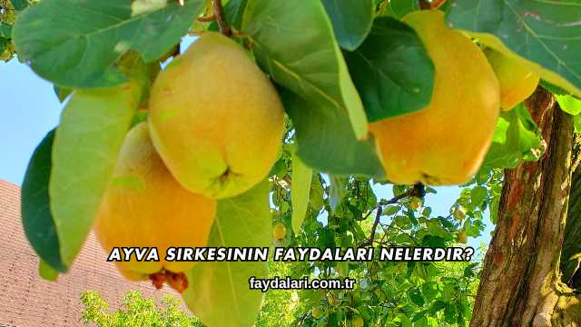 Ayva Sirkesinin Faydaları Nelerdir?