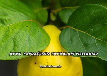 Ayva Yaprağının Faydaları Nelerdir?
