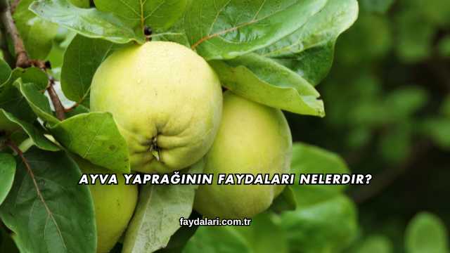 Ayva Yaprağının Faydaları Nelerdir?