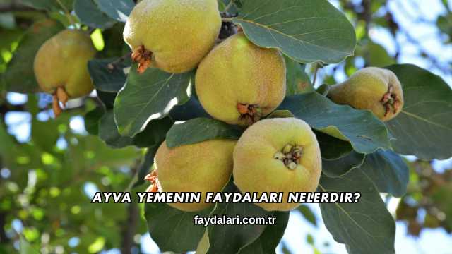 Ayva Yemenin Faydaları Nelerdir?