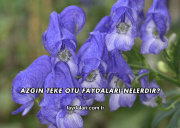 Azgın Teke Otu Faydaları Nelerdir?