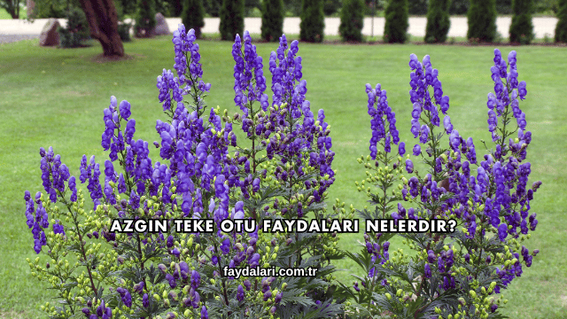 Azgın Teke Otu Faydaları Nelerdir?