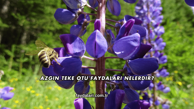 Azgın Teke Otu Faydaları Nelerdir?