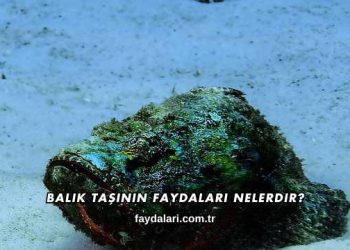 Balık Taşının Faydaları Nelerdir?