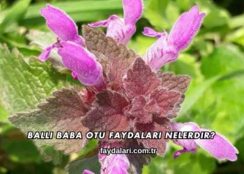 Ballı Baba Otu Faydaları Nelerdir?