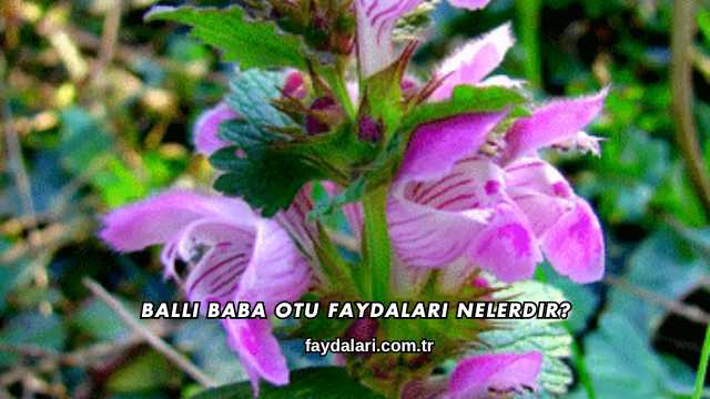Ballı Baba Otu Faydaları Nelerdir?