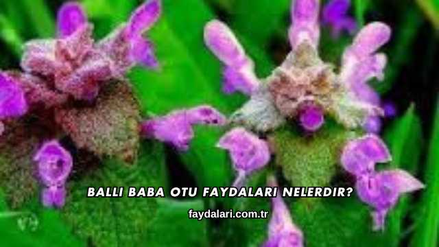 Ballı Baba Otu Faydaları Nelerdir?