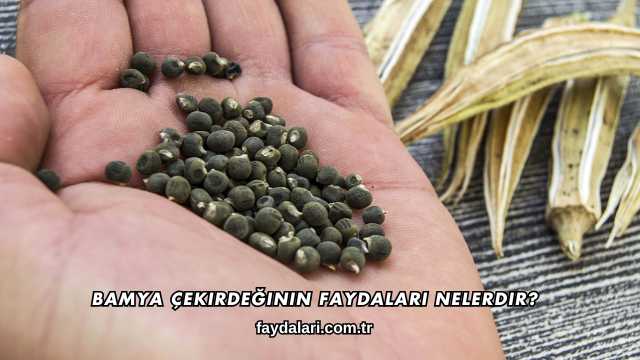 Bamya Çekirdeğinin Faydaları Nelerdir?