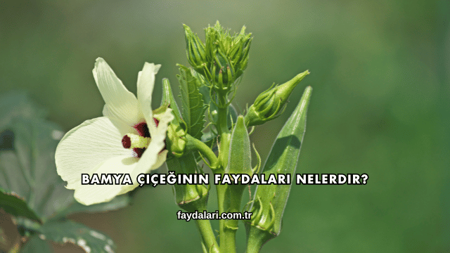 Bamya Çiçeğinin Faydaları Nelerdir?