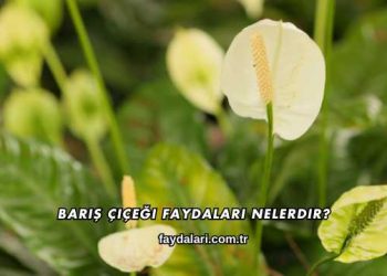 Barış Çiçeği Faydaları Nelerdir?