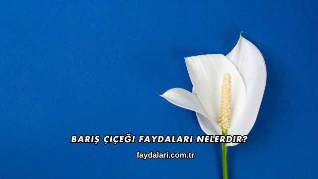 Barış Çiçeği Faydaları Nelerdir?