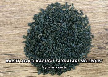 Barut Ağacı Kabuğu Faydaları Nelerdir?