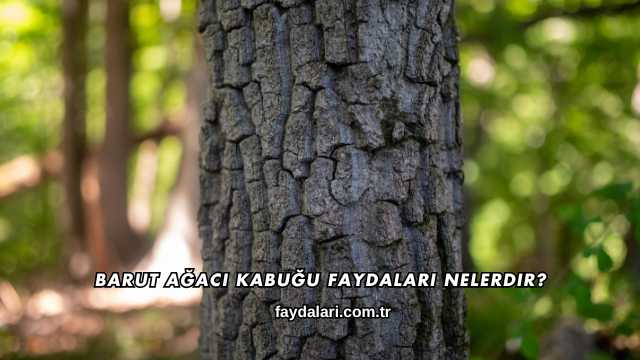 Barut Ağacı Kabuğu Faydaları Nelerdir?