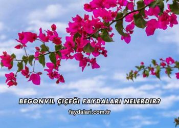 Begonvil Çiçeği Faydaları Nelerdir?