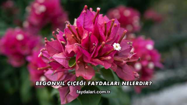 Begonvil Çiçeği Faydaları Nelerdir?