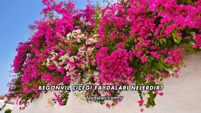 Begonvil Çiçeği Faydaları Nelerdir?