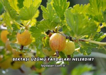 Bektaşi Üzümü Faydaları Nelerdir?