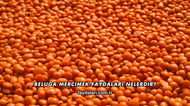 Beluga Mercimek Faydaları Nelerdir?